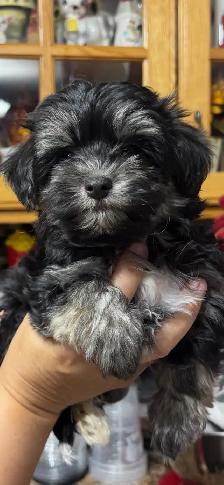 Morkies and shorkies - Photo 4