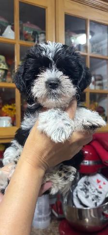 Morkies and shorkies - Photo 5