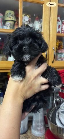 Morkies and shorkies - Photo 6