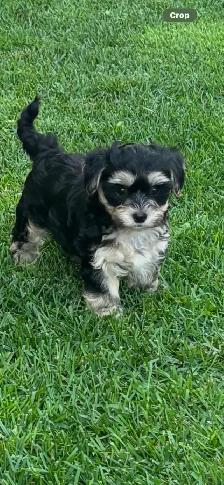 Morkies and shorkies - Photo 7
