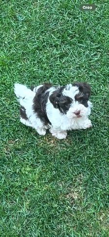 Morkies and shorkies - Photo 9