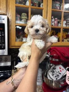 Morkies and shorkies - Photo 10