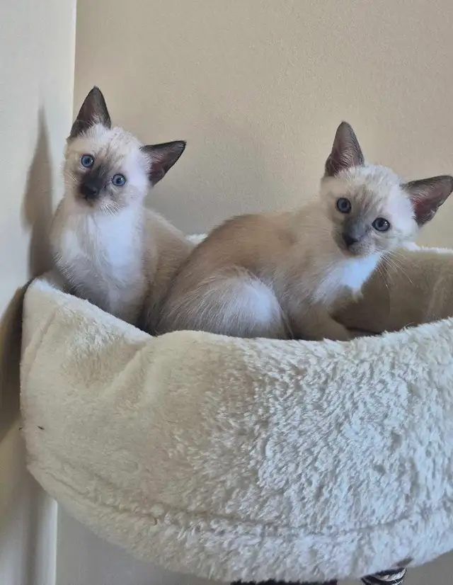 Siamese kittens