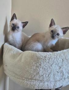 Siamese kittens