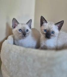 Siamese kittens - Photo 2