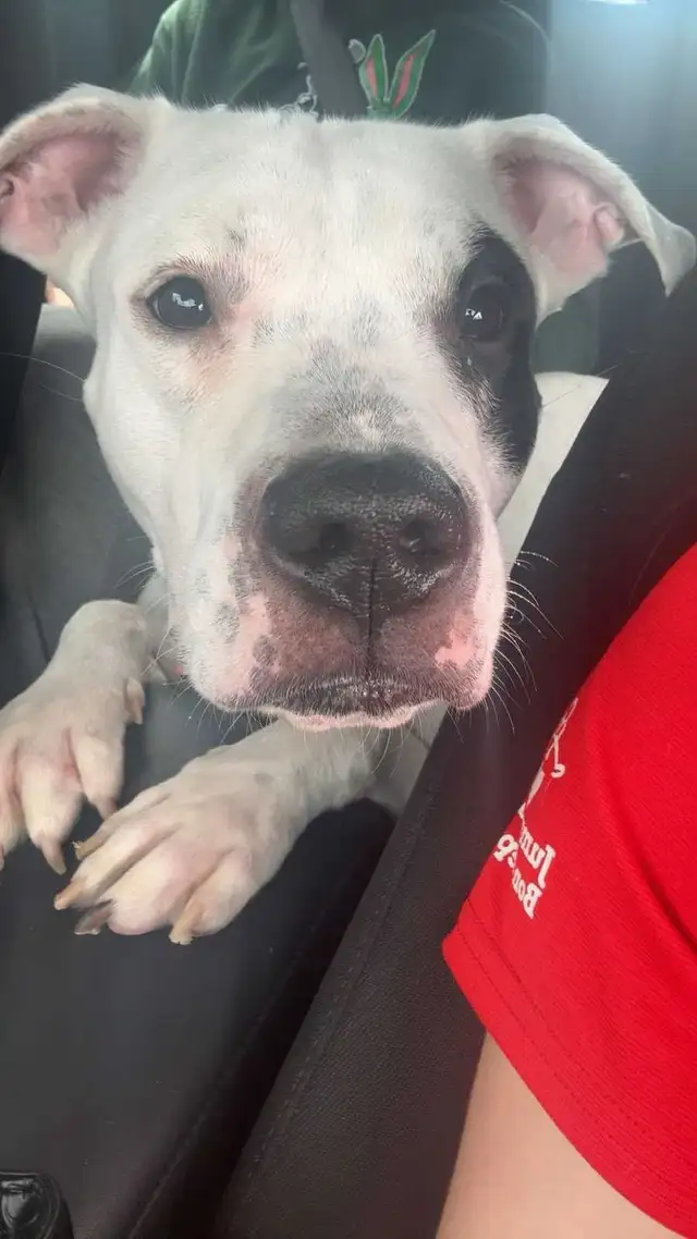 bull dog cross