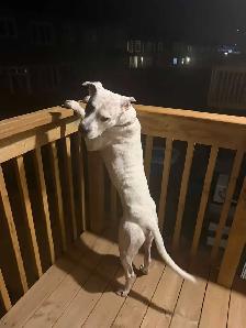 bull dog cross - Photo 2