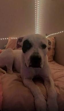 bull dog cross - Photo 3