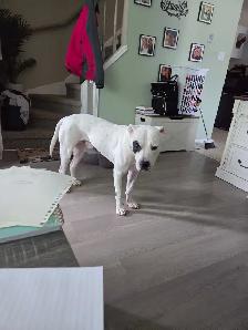 bull dog cross - Photo 5