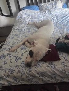 bull dog cross - Photo 6