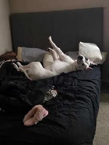 bull dog cross - Photo 7