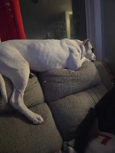 bull dog cross - Photo 8