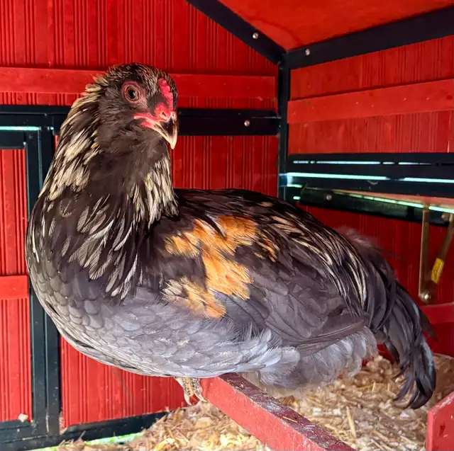 Blue Copper Maran Rooster for Sale