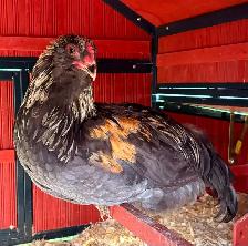 Blue Copper Maran Rooster for Sale