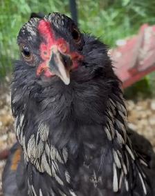 Blue Copper Maran Rooster for Sale - Photo 2