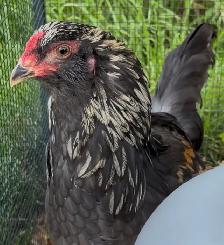 Blue Copper Maran Rooster for Sale - Photo 3