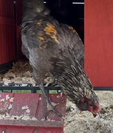 Blue Copper Maran Rooster for Sale - Photo 4