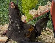 Blue Copper Maran Rooster for Sale - Photo 5