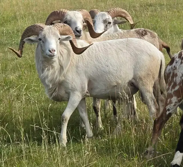 Yearling Painted Desert Rams