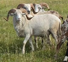Yearling Painted Desert Rams