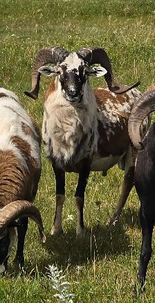 Yearling Painted Desert Rams - Photo 2