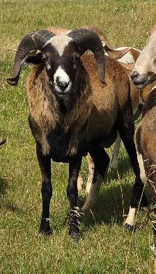 Yearling Painted Desert Rams - Photo 3