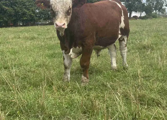 Simmental bull calf