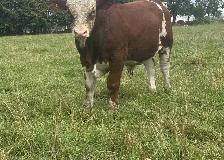 Simmental bull calf