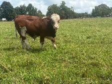 Simmental bull calf - Photo 2