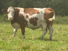 Simmental bull calf - Photo 3