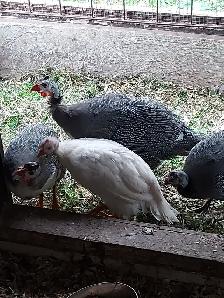 Four guinea fowl for sale.