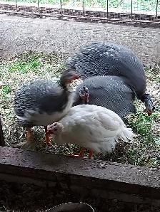 Four guinea fowl for sale. - Photo 2