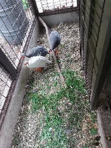 Four guinea fowl for sale. - Photo 5