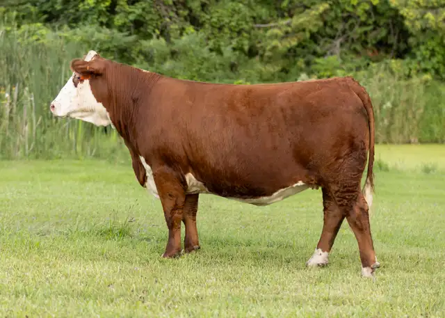 Hereford females for sale