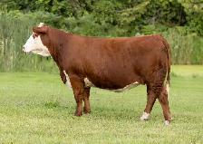 Hereford females for sale