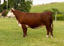 Hereford females for sale - Photo 2