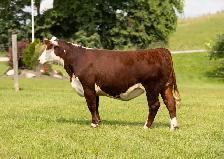 Hereford females for sale - Photo 3