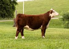 Hereford females for sale - Photo 4