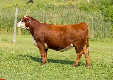 Hereford females for sale - Photo 5