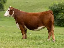 Hereford females for sale - Photo 6