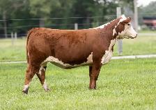 Hereford females for sale - Photo 7