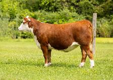 Hereford females for sale - Photo 8