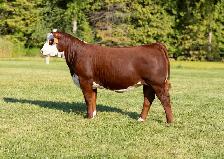 Hereford females for sale - Photo 9