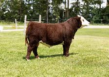 Hereford females for sale - Photo 10