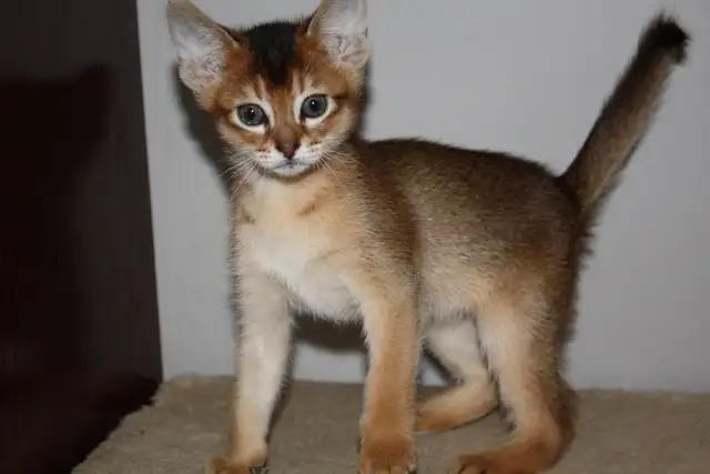 ABYSSINIAN KITTEN / CHATONS ABYSSIN