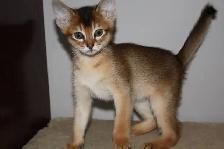 ABYSSINIAN KITTEN / CHATONS ABYSSIN