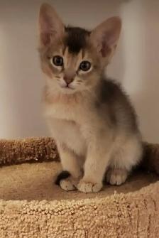 ABYSSINIAN KITTEN / CHATONS ABYSSIN - Photo 2