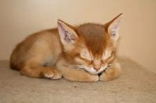 ABYSSINIAN KITTEN / CHATONS ABYSSIN - Photo 3