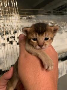 ABYSSINIAN KITTEN / CHATONS ABYSSIN - Photo 4