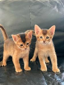 ABYSSINIAN KITTEN / CHATONS ABYSSIN - Photo 5